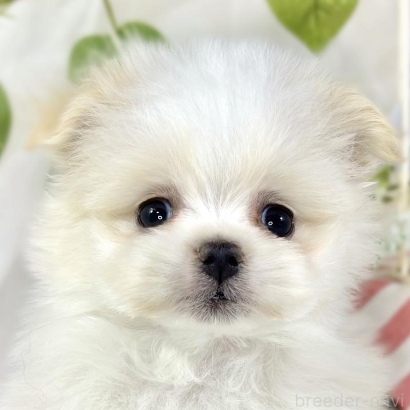 販売中の滋賀県のポメマル:ポメラニアン×マルチーズ-453171