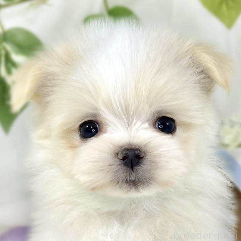 販売中の滋賀県のポメマル:ポメラニアン×マルチーズ-453172