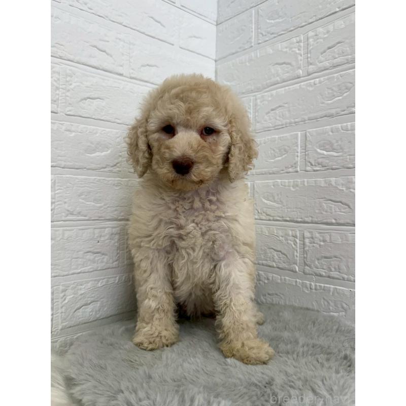 販売中の岡山県のスタンダードプードル-454632の4枚目