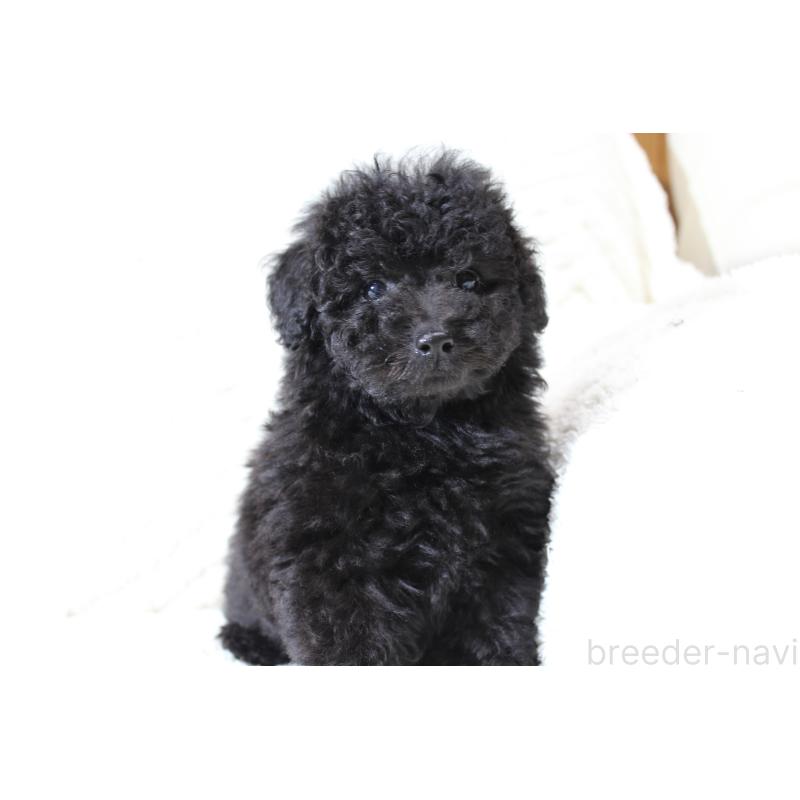 販売中の愛知県のトイプードル-454636の5枚目