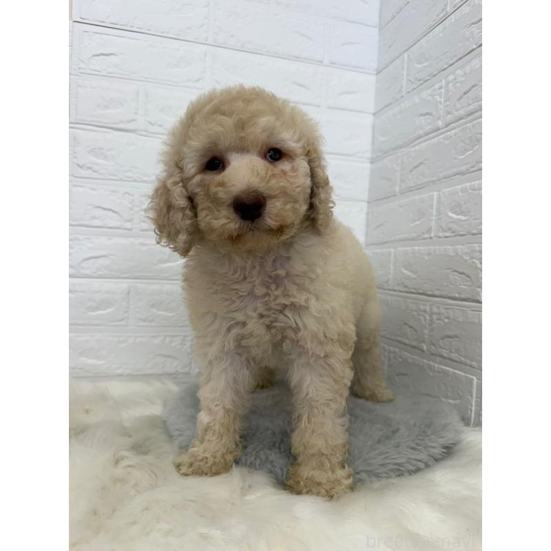 販売中の岡山県のスタンダードプードル-454632の2枚目