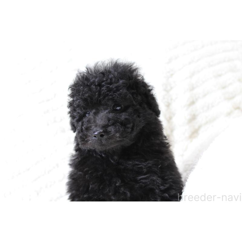 販売中の愛知県のトイプードル-454636の4枚目