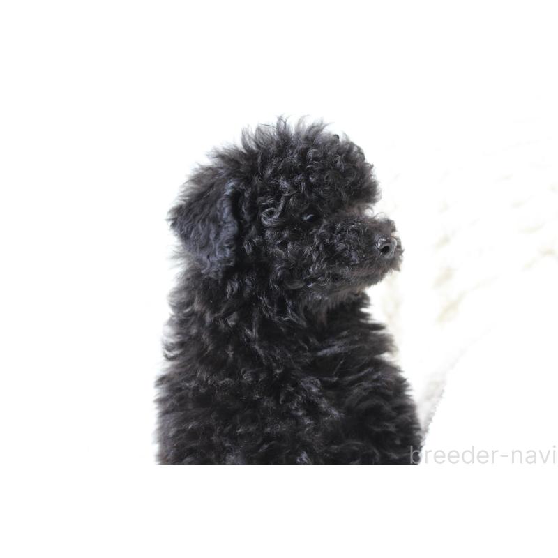 販売中の愛知県のトイプードル-454636の3枚目