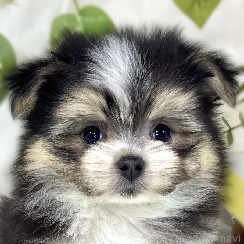 販売中の滋賀県のポメマル:ポメラニアン×マルチーズ-453174