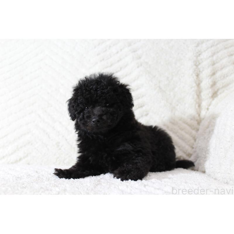 販売中の愛知県のトイプードル-454636の2枚目