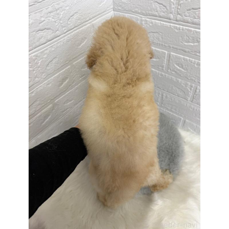 販売中の岡山県のスタンダードプードル-454634の2枚目