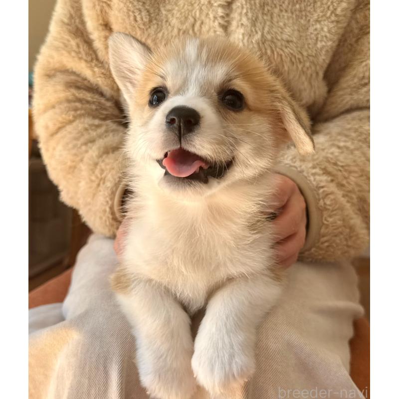 成約済の千葉県のウェルシュコーギーペンブローク-447523の2枚目