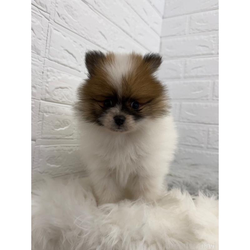 販売中の岡山県のポメラニアン-454635の12枚目