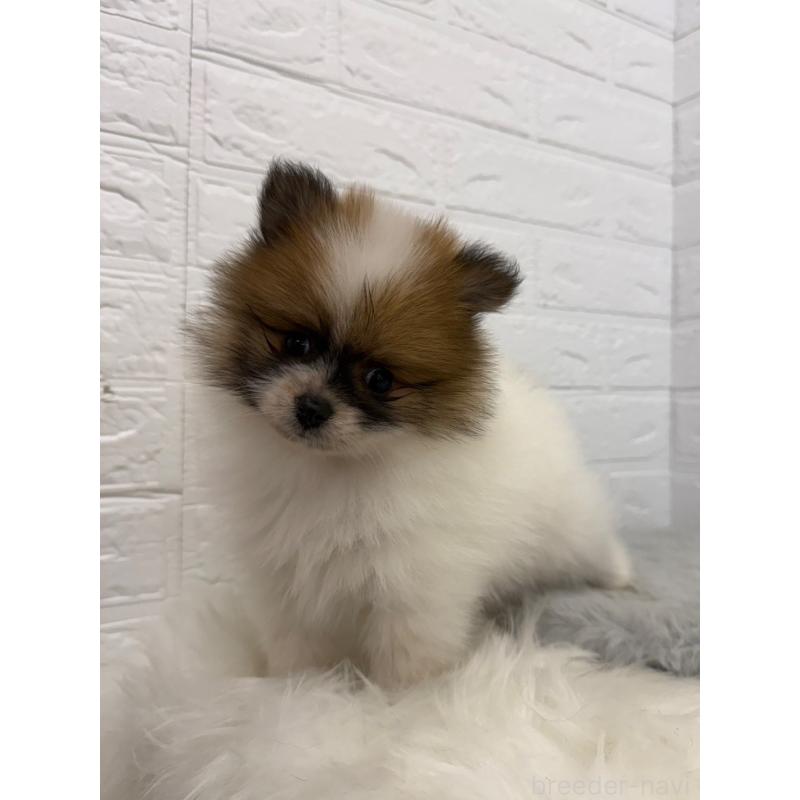 販売中の岡山県のポメラニアン-454635の11枚目