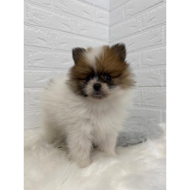 販売中の岡山県のポメラニアン-454635の10枚目