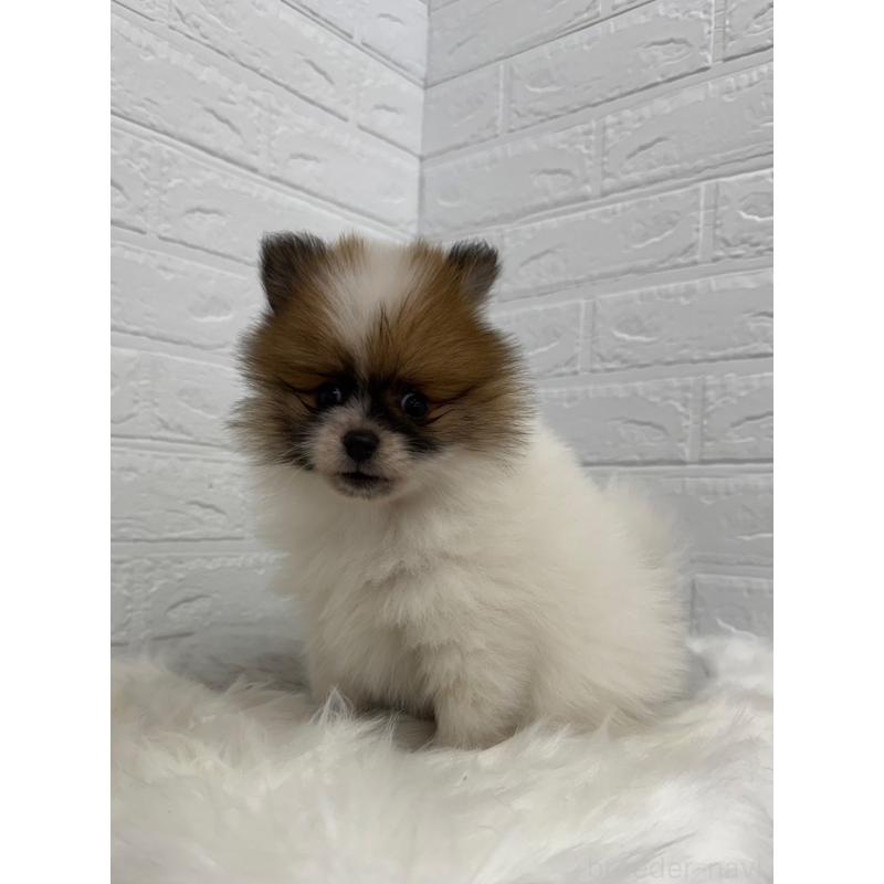 販売中の岡山県のポメラニアン-454635の9枚目