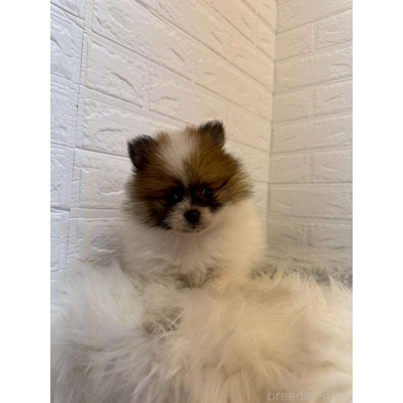 販売中の岡山県のポメラニアン-454635の8枚目