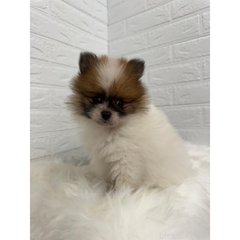 販売中の岡山県のポメラニアン-454635の7枚目