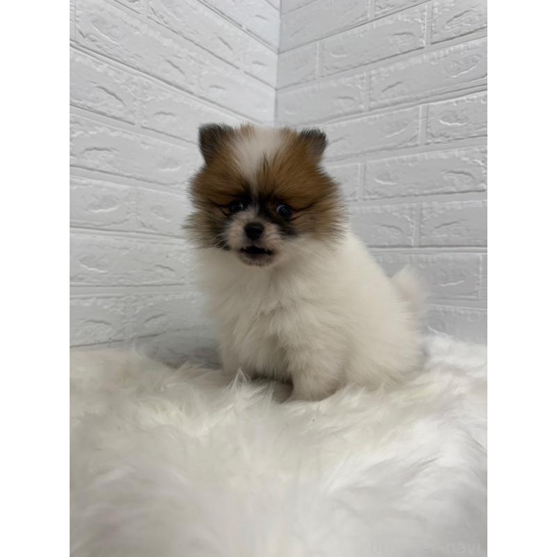 販売中の岡山県のポメラニアン-454635の6枚目