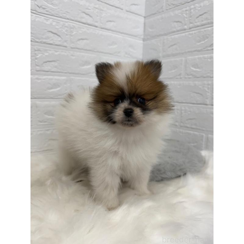 販売中の岡山県のポメラニアン-454635の5枚目
