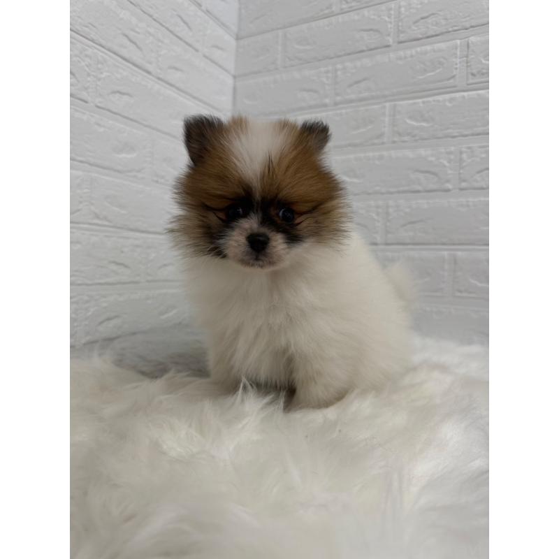 販売中の岡山県のポメラニアン-454635の4枚目