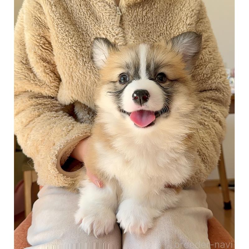 商談中の千葉県のウェルシュコーギーペンブローク-447520の2枚目