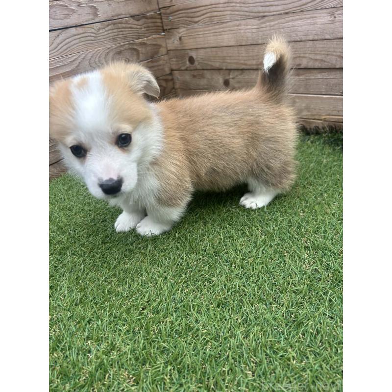 販売中の静岡県のウェルシュコーギーペンブローク-454670の7枚目