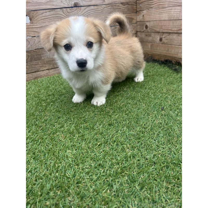 販売中の静岡県のウェルシュコーギーペンブローク-454670の5枚目