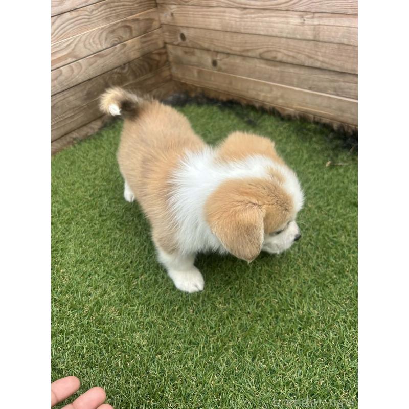 販売中の静岡県のウェルシュコーギーペンブローク-454670の4枚目