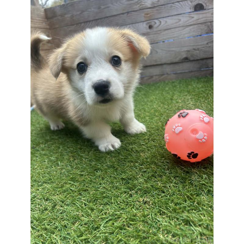 販売中の静岡県のウェルシュコーギーペンブローク-454670の3枚目