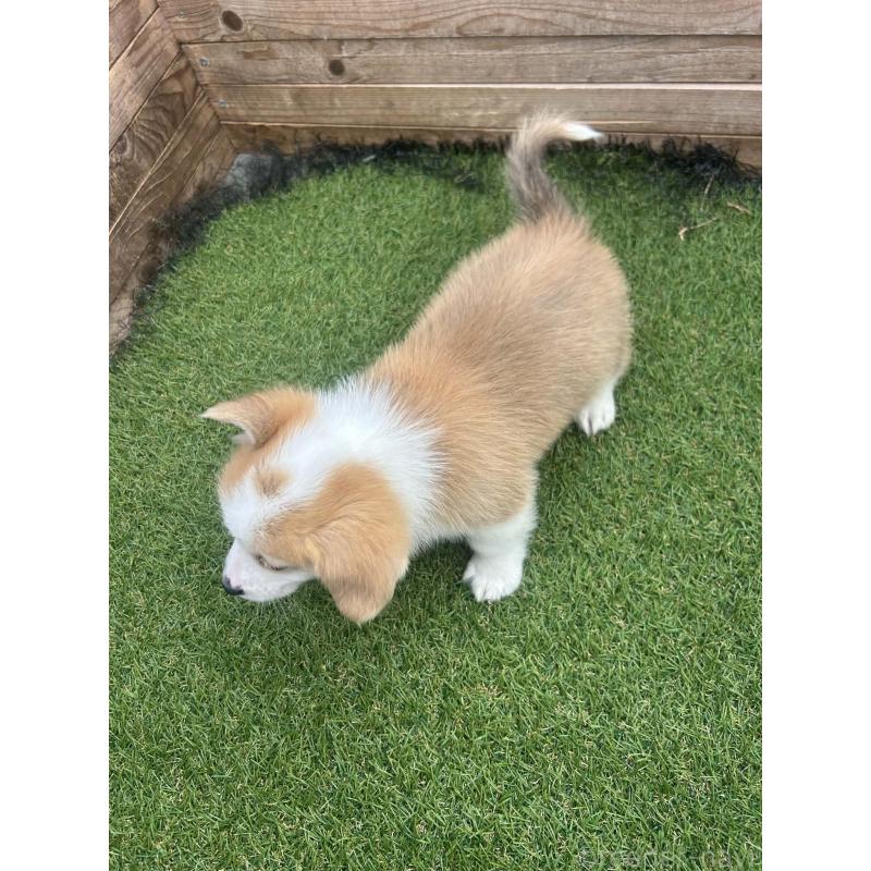 販売中の静岡県のウェルシュコーギーペンブローク-454670の2枚目