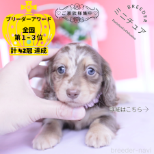 ♀︎ミニチュアダックスフンド(ロングヘアード)