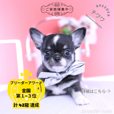 ♀︎チワワ(スムースコート)