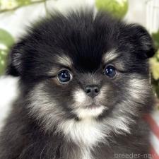 ♀︎ポメチワ:ポメラニアン×チワワ