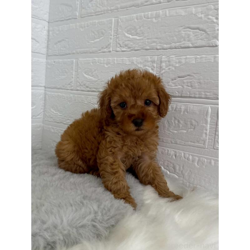 販売中の東京都のタイニープードル-454643の10枚目