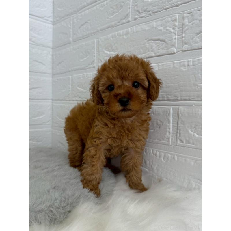 販売中の東京都のタイニープードル-454643の11枚目