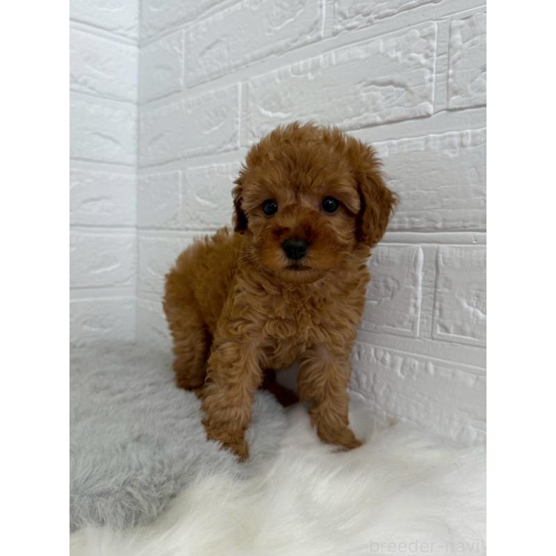 販売中の東京都のタイニープードル-454643の7枚目