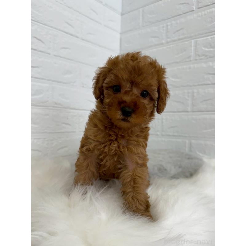 販売中の東京都のタイニープードル-454643の4枚目