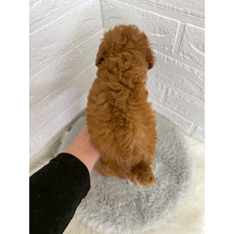 販売中の東京都のタイニープードル-454643の3枚目