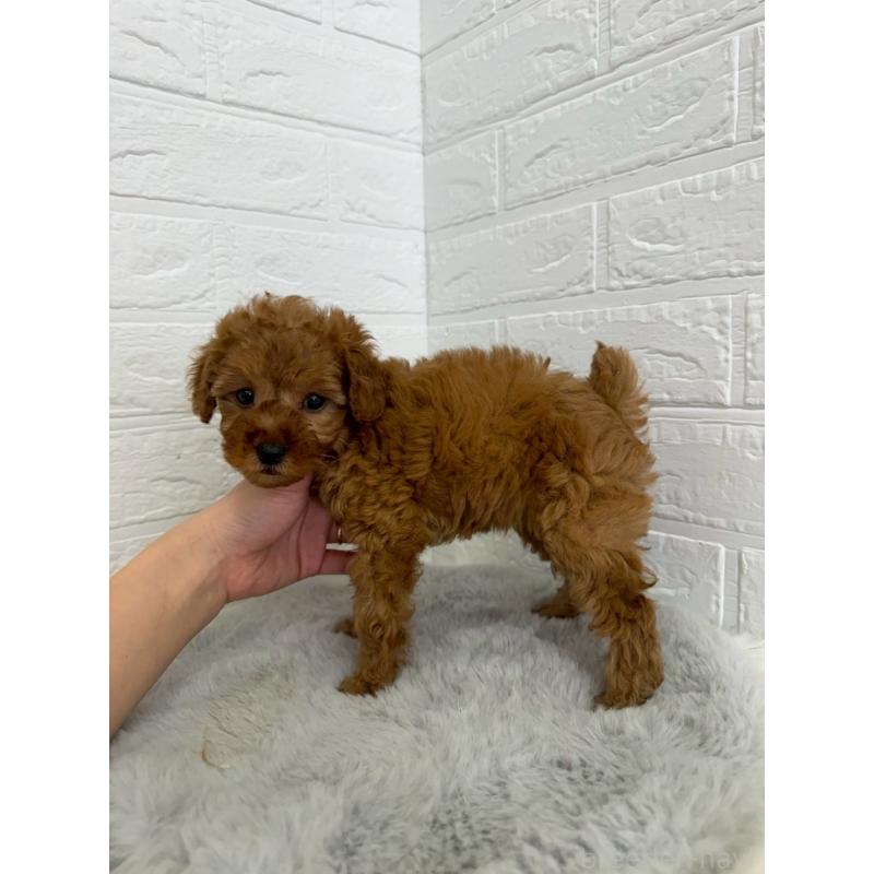 販売中の東京都のタイニープードル-454643の2枚目