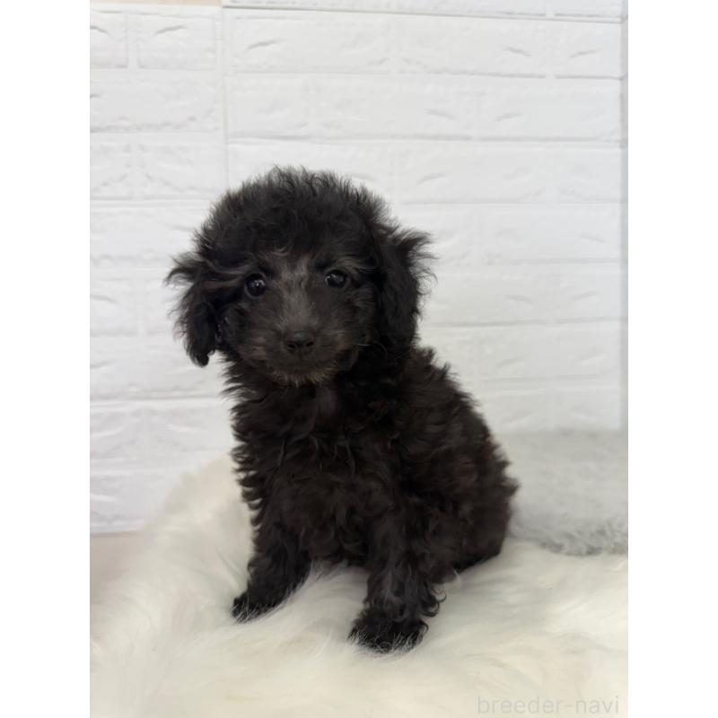 販売中の東京都のタイニープードル-454644の11枚目