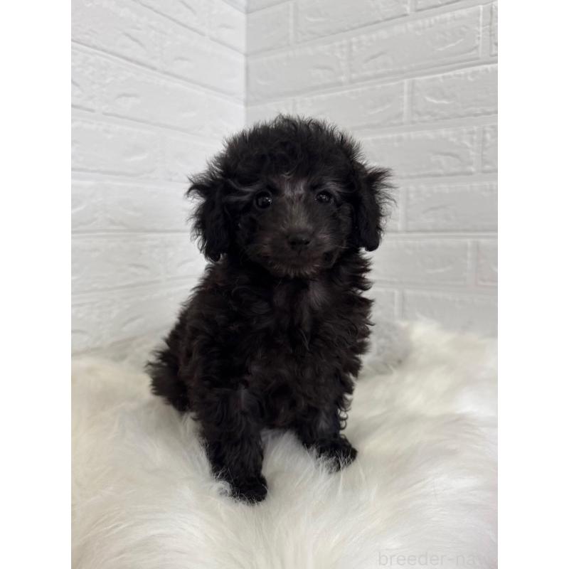 販売中の東京都のタイニープードル-454644の9枚目