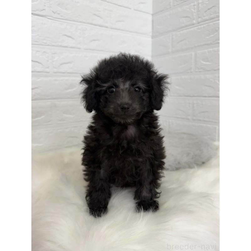 販売中の東京都のタイニープードル-454644の7枚目