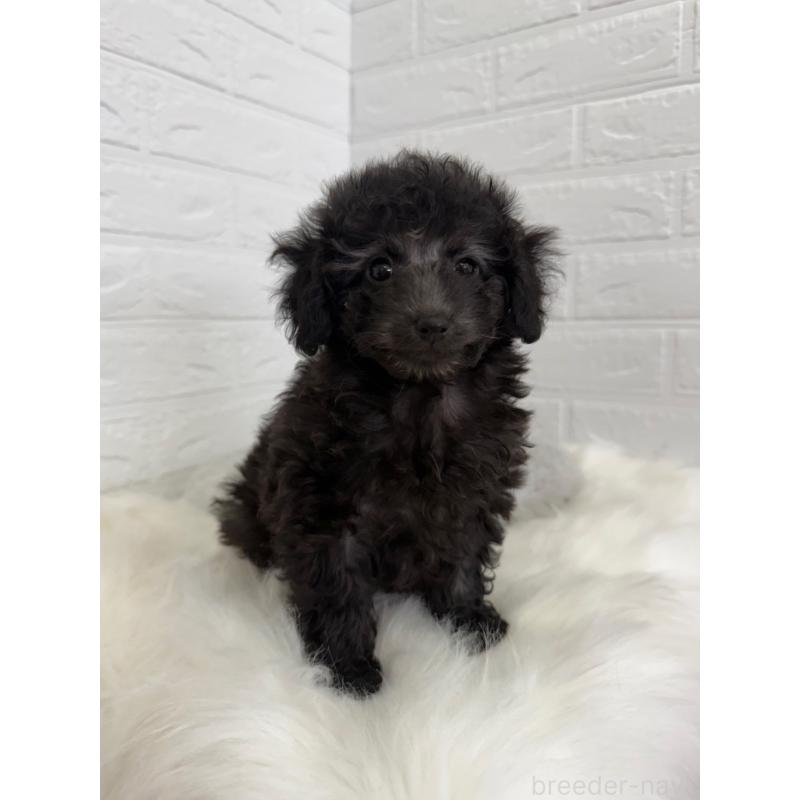 販売中の東京都のタイニープードル-454644の6枚目