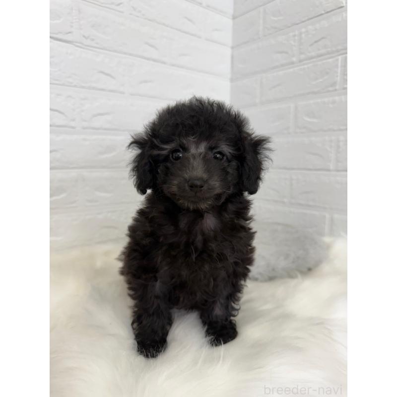 販売中の東京都のタイニープードル-454644の5枚目