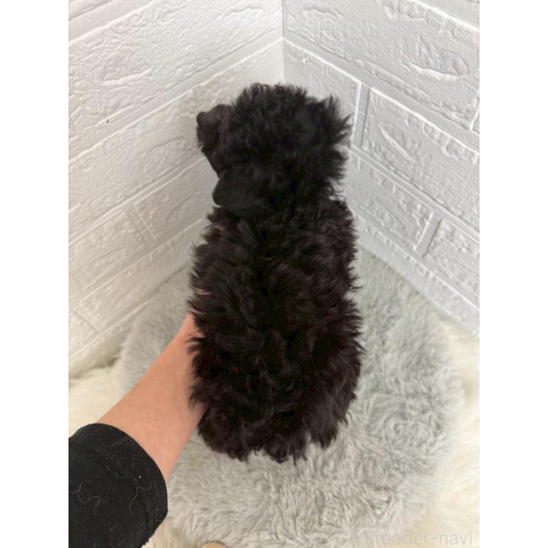 販売中の東京都のタイニープードル-454644の4枚目