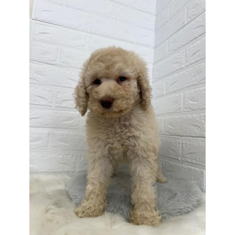 販売中の東京都のスタンダードプードル-454645の5枚目