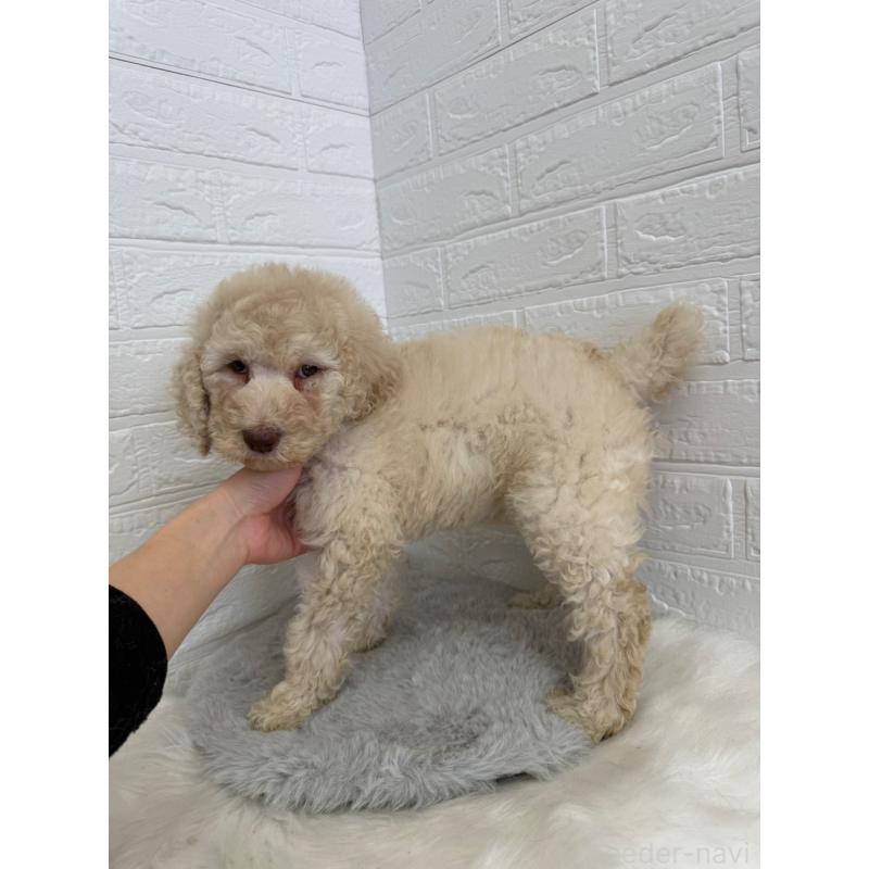 販売中の東京都のスタンダードプードル-454645の3枚目