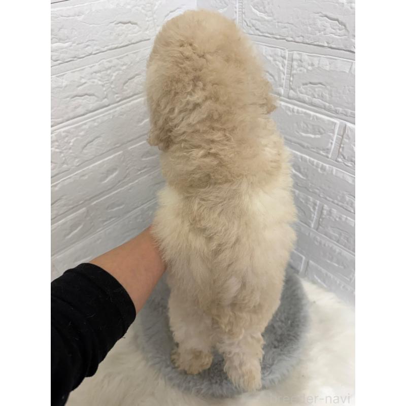 販売中の東京都のスタンダードプードル-454645の2枚目