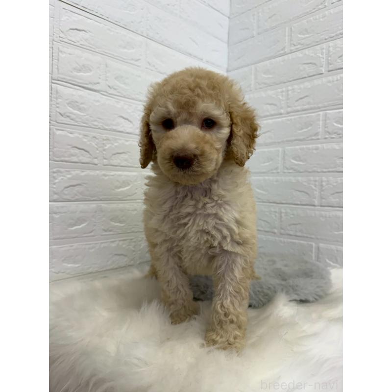 販売中の東京都のスタンダードプードル-454646の12枚目