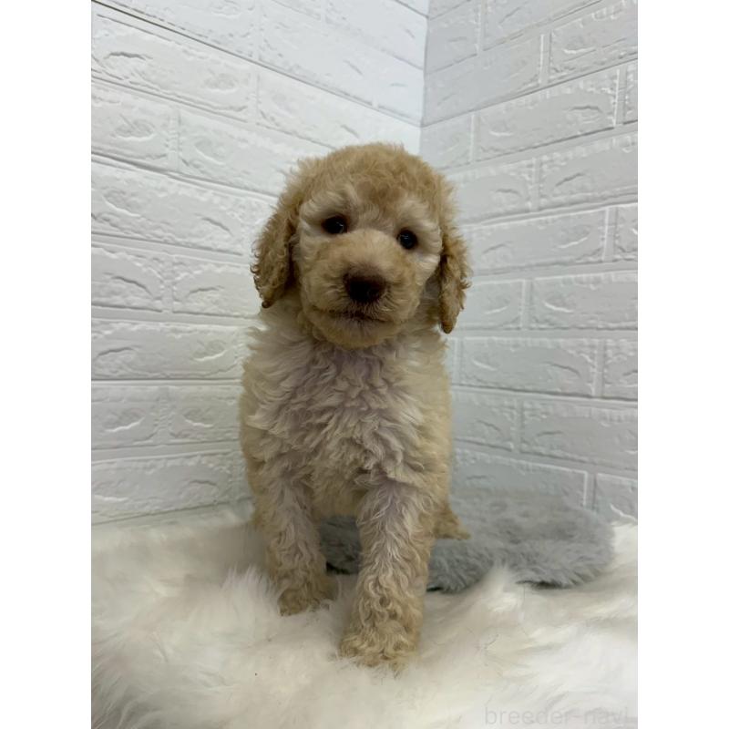 販売中の東京都のスタンダードプードル-454646の11枚目