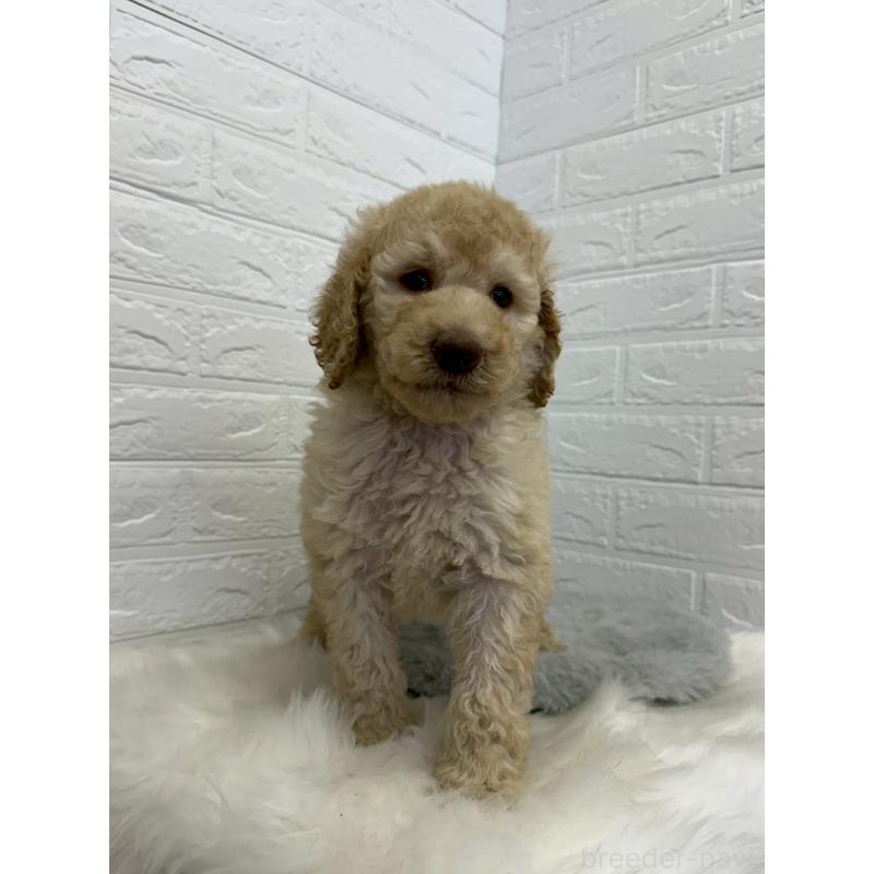 販売中の東京都のスタンダードプードル-454646の10枚目