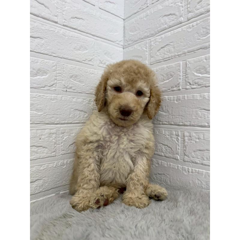 販売中の東京都のスタンダードプードル-454646の9枚目
