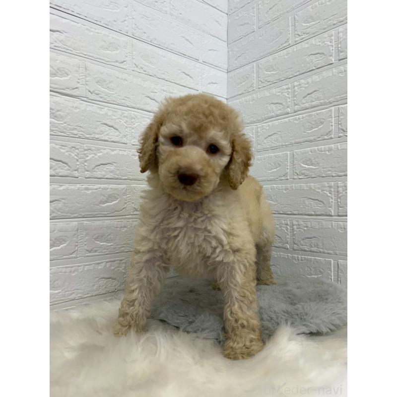 販売中の東京都のスタンダードプードル-454646の8枚目