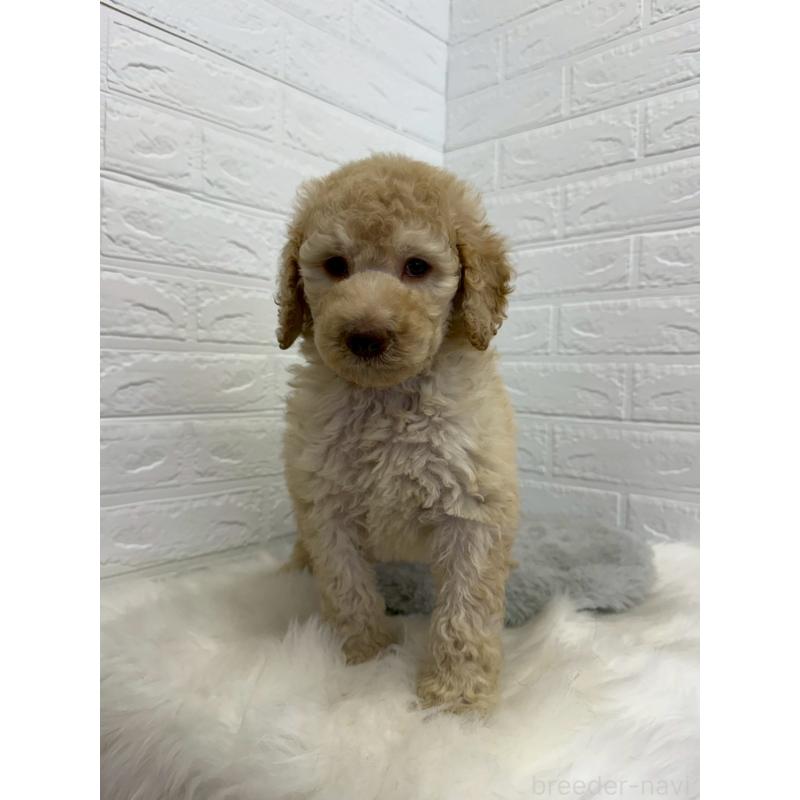販売中の東京都のスタンダードプードル-454646の7枚目